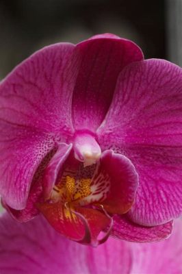  Dreaming of Orchids A Poetic Ode to Korean Floriculture and the Fragile Beauty of Exotic Blooms