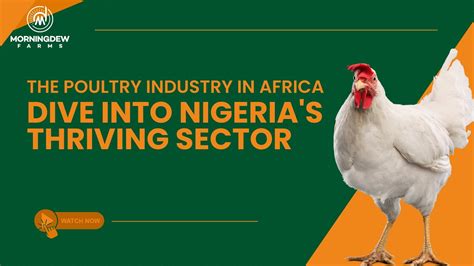  Quacking Along: Tales of Poultry Farming in Nigeria - A Deep Dive into the Cultural Fabric of Nigerian Agriculture